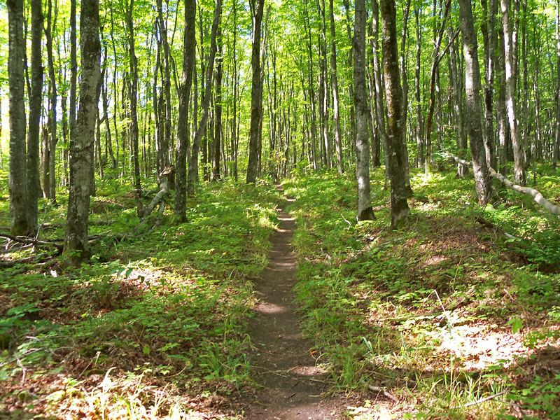 the trail to mosquito falls